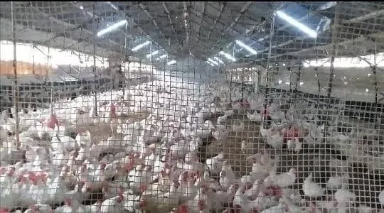 مداجن مرخصة للبيع في معرة صيدنايا