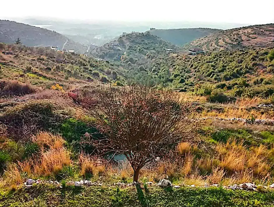 صورة العقار 4